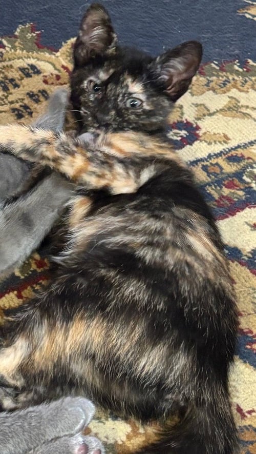 ANNIE - Domestic Short Hair available for adoption