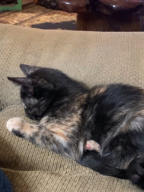 ANNIE - Domestic Short Hair available for adoption