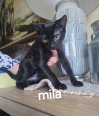 Mila - Photo 2