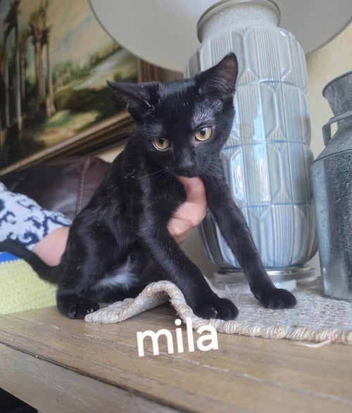 MILA - Domestic Short Hair available for adoption