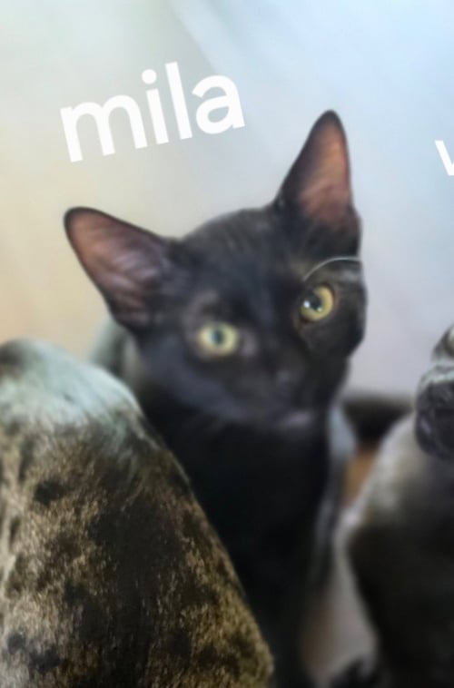 MILA - Domestic Short Hair available for adoption