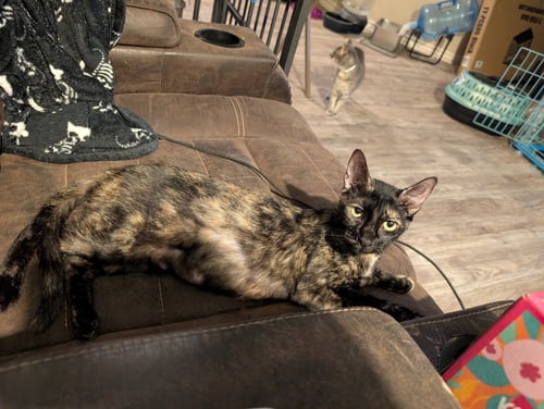 ALIZE - Domestic Short Hair available for adoption