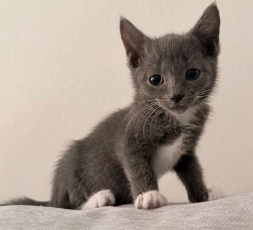 BOOTS - Tabby available for adoption