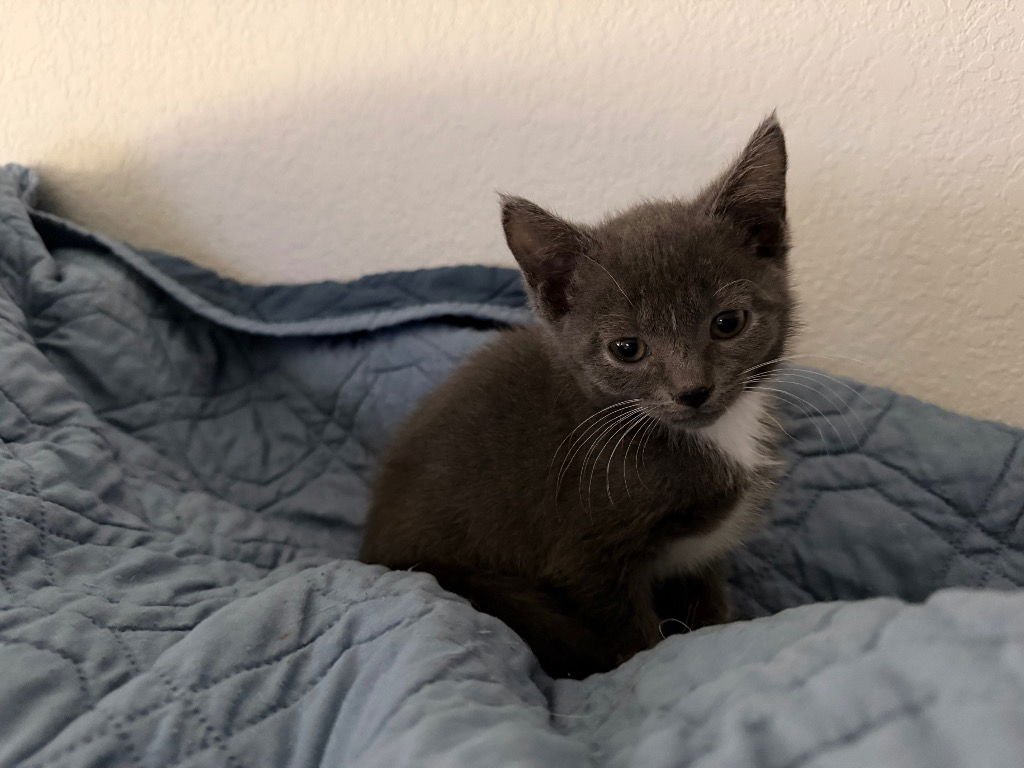 BOOTS - Tabby available for adoption