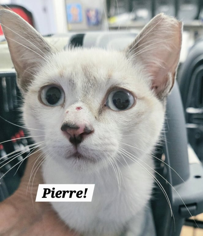 Pierre Image