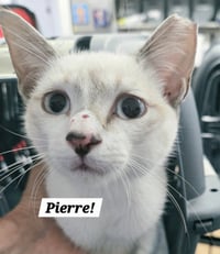 Pierre - Photo 1