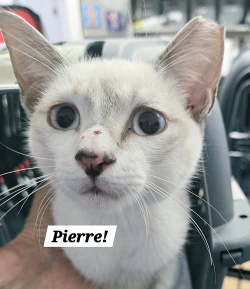 PIERRE - Siamese / Domestic Short Hair available for adoption