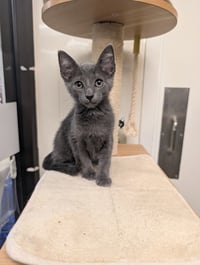 Grey Goose - Photo 1