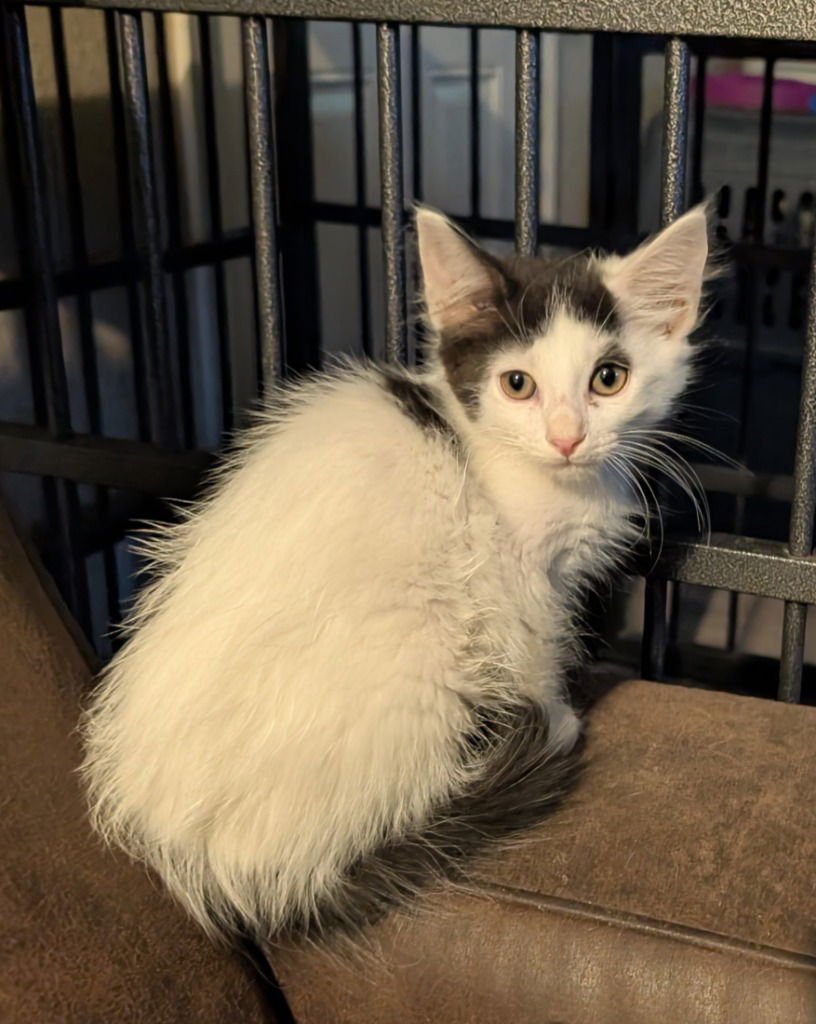 FLAMENCO - Domestic Long Hair available for adoption