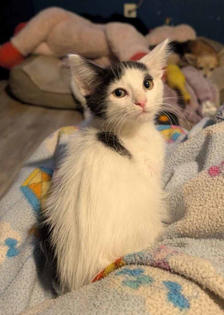 FLAMENCO - Domestic Long Hair available for adoption
