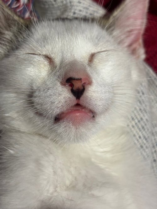 OYSTER - Tabby available for adoption