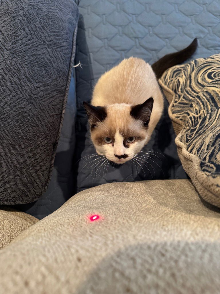 ALMOND JOY - Siamese available for adoption