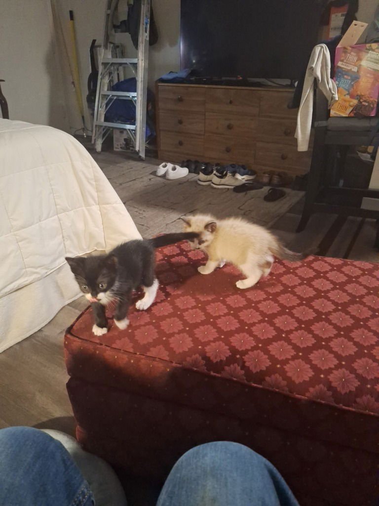 ALMOND JOY - Siamese available for adoption