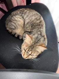 Minnie Meow - Photo 3
