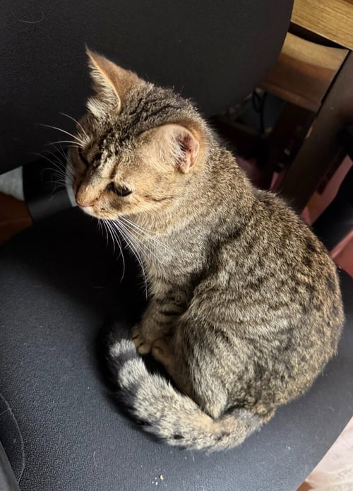 MINNIE MEOW - Tabby available for adoption