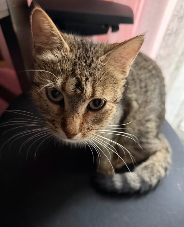 Minnie Meow Image