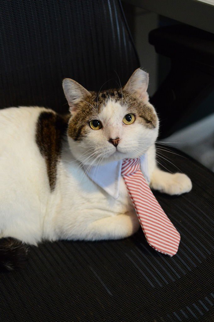 ARNOLD - Tabby available for adoption