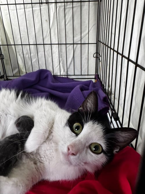 JASMINE - Turkish Van / Domestic Short Hair available for adoption