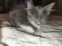 Jasmine - Photo 2