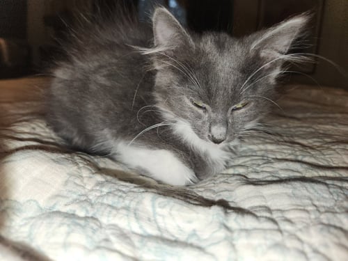 JASMINE - Turkish Van / Domestic Short Hair available for adoption