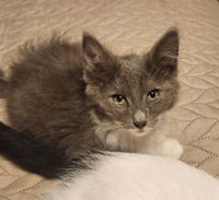 Jasmine - Photo 3
