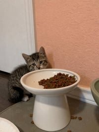 Comet - Photo 2