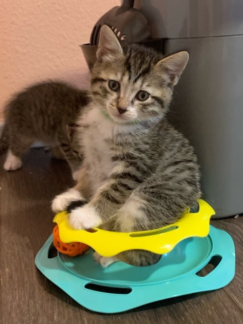 COMET - Tabby for adoption in San Antonio