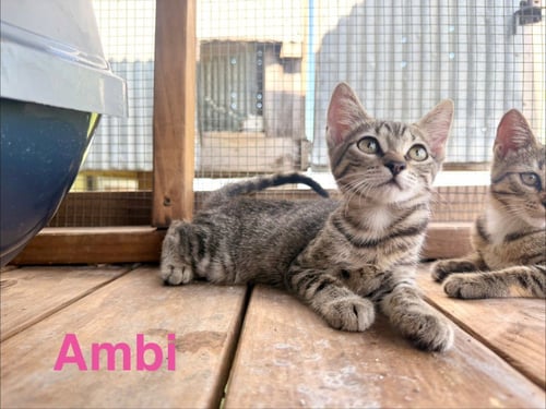 AMBI - Tabby available for adoption