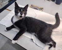 Blacky - Photo 4