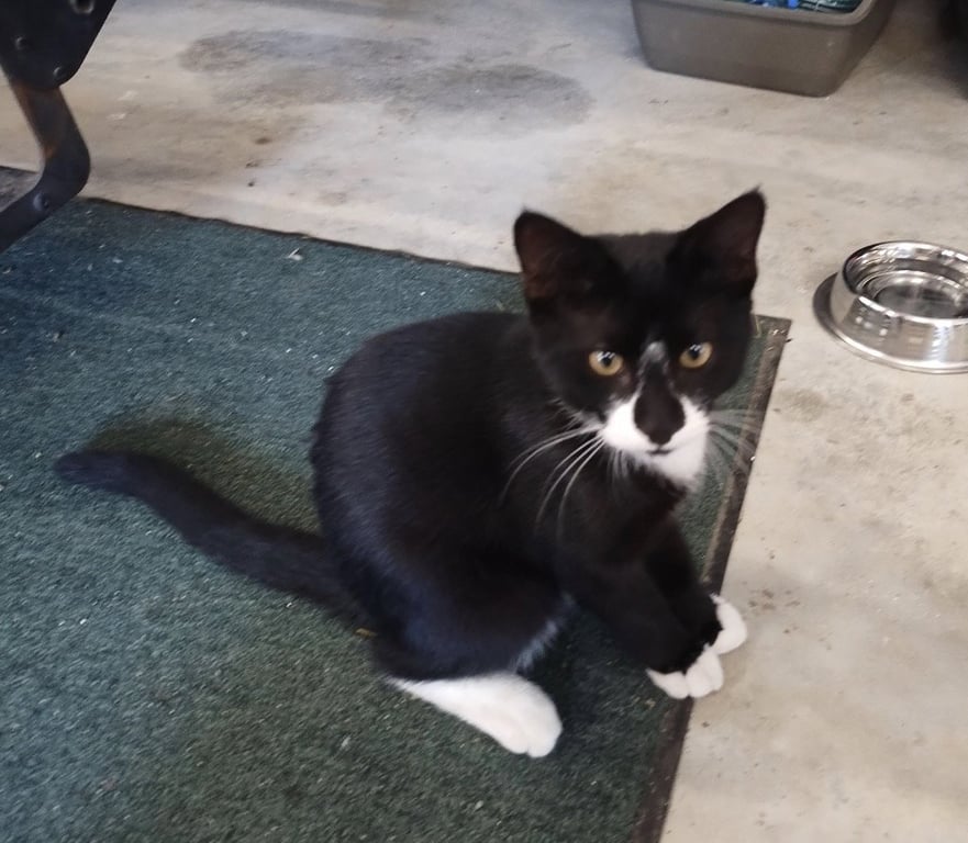 Blacky Image