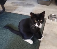 Blacky - Photo 1