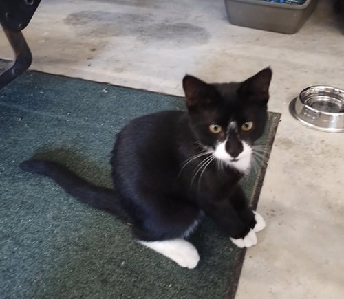 BLACKY - Domestic Short Hair available for adoption