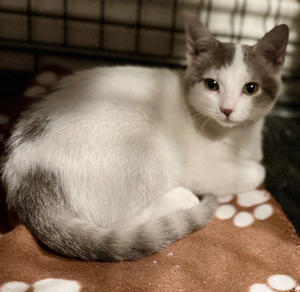 COOKIE - Domestic Short Hair available for adoption