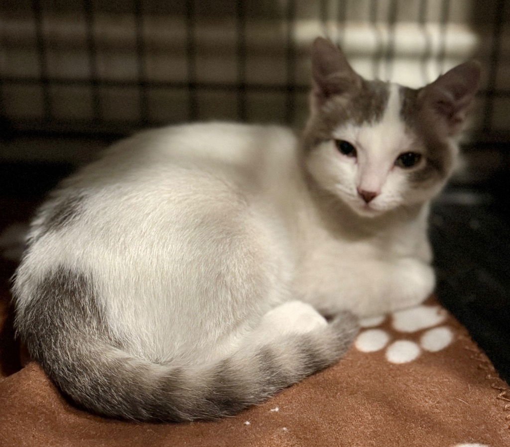 COOKIE - Domestic Short Hair available for adoption