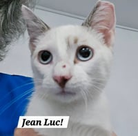 JeanLuc - Photo 1