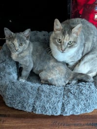 Momma Tortilla - Photo 4