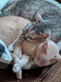 Momma Tortilla - Photo 2