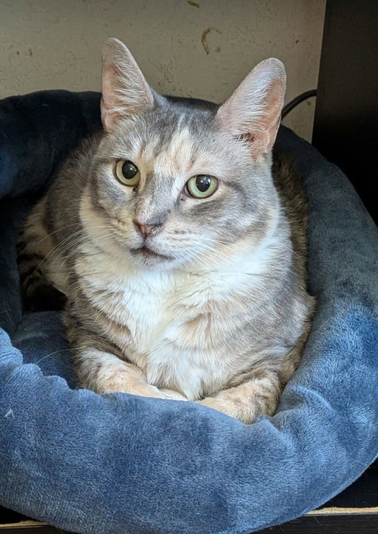 Momma Tortilla Image