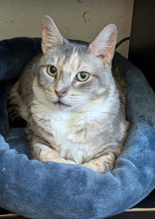 MOMMA TORTILLA - Domestic Short Hair available for adoption