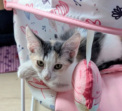 CHIANTI - Calico available for adoption