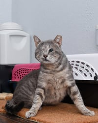Popeye - Photo 4