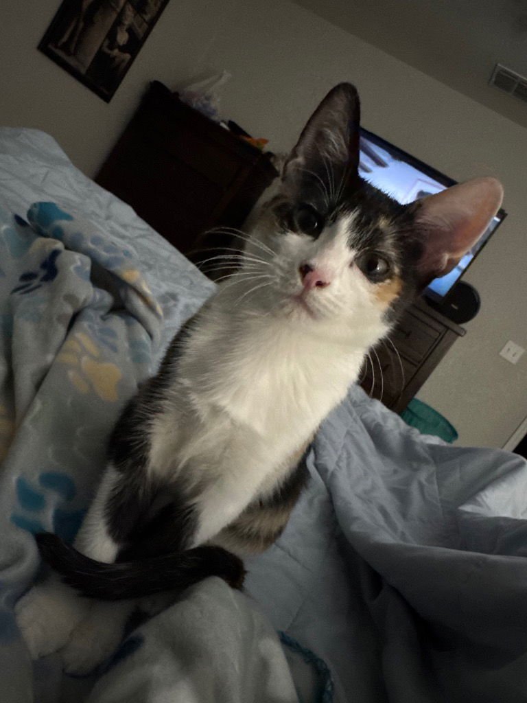 POPPY - Calico available for adoption