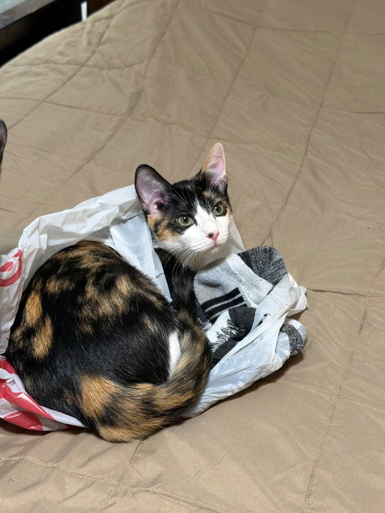 POPPY - Calico available for adoption