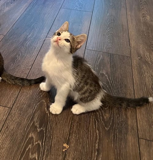 RUDY - Tabby available for adoption