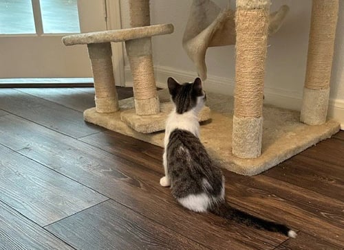 RUDY - Tabby available for adoption
