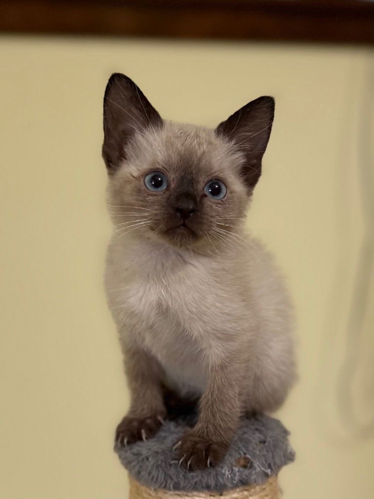 CALYPSO - Siamese available for adoption
