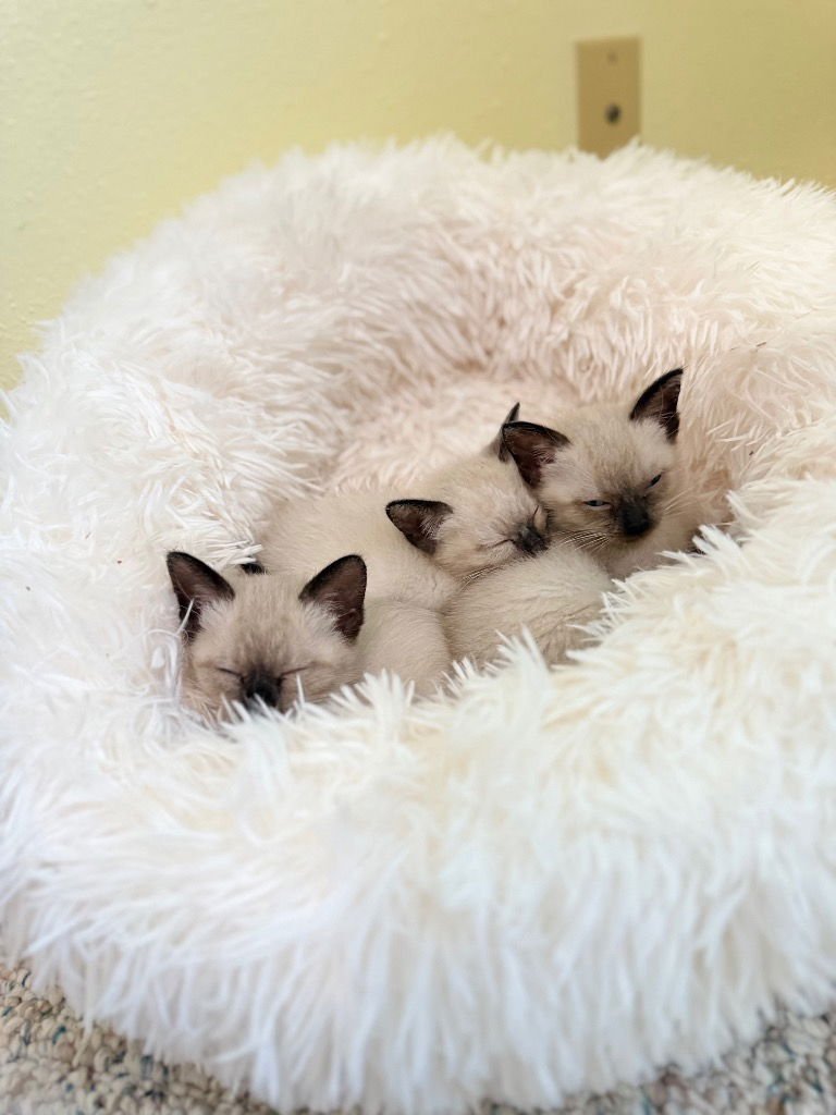 CALYPSO - Siamese available for adoption