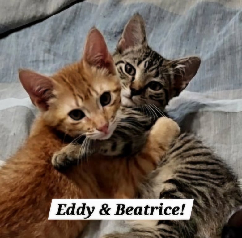Beatrice Image