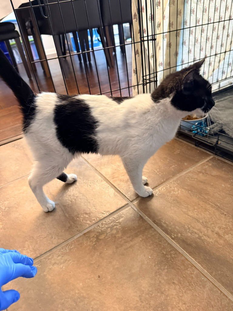 CARRINA - Domestic Short Hair available for adoption