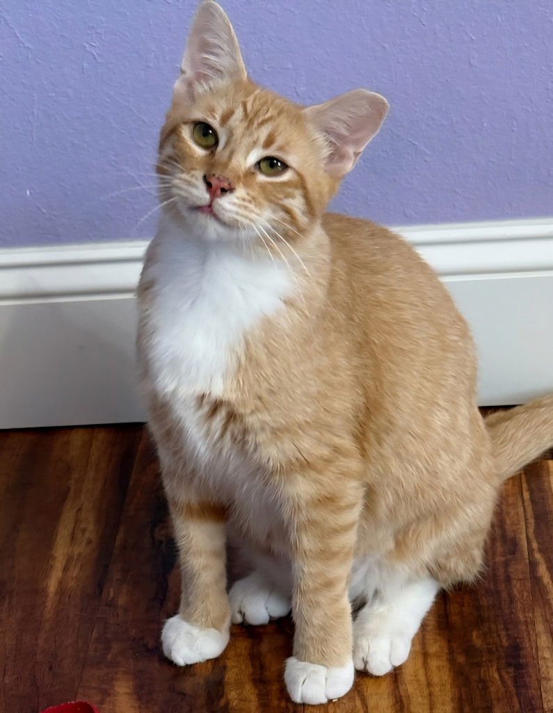 MORRIS - Domestic Short Hair / Tabby available for adoption